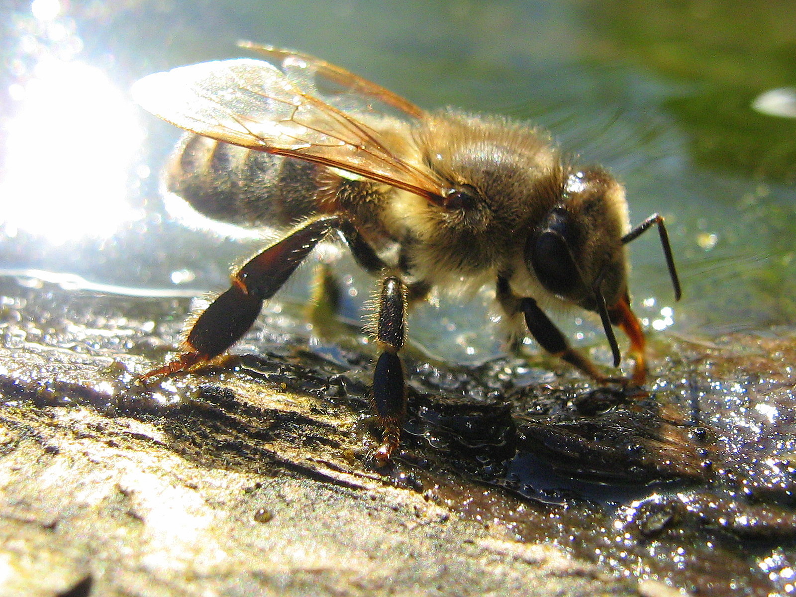Russian honeybee drinking water 